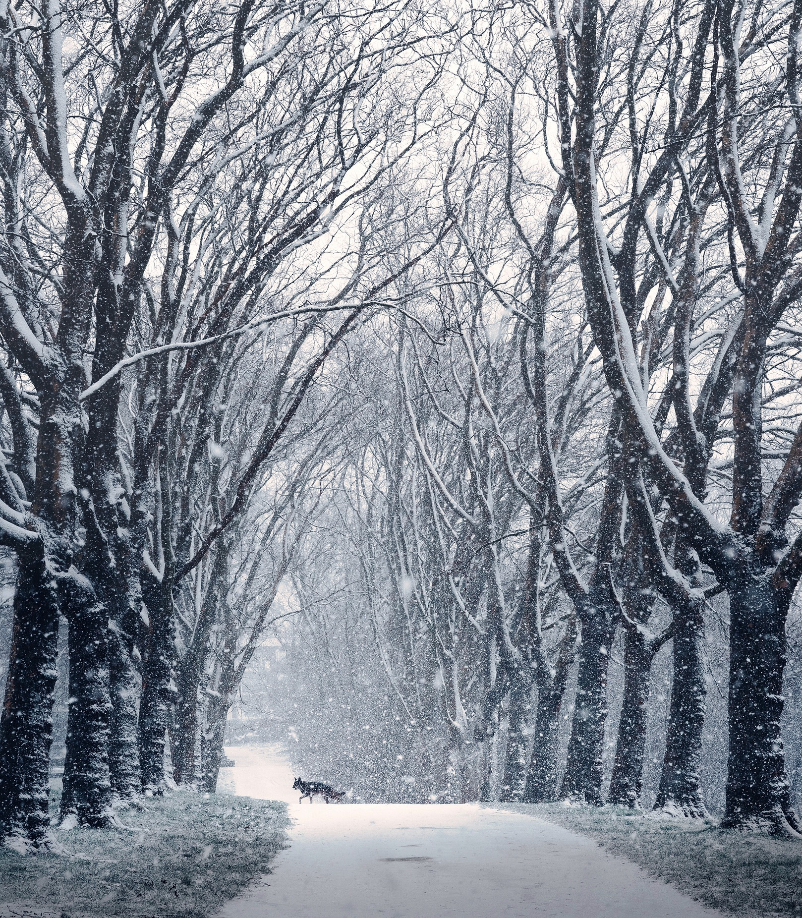 Winter Crossing