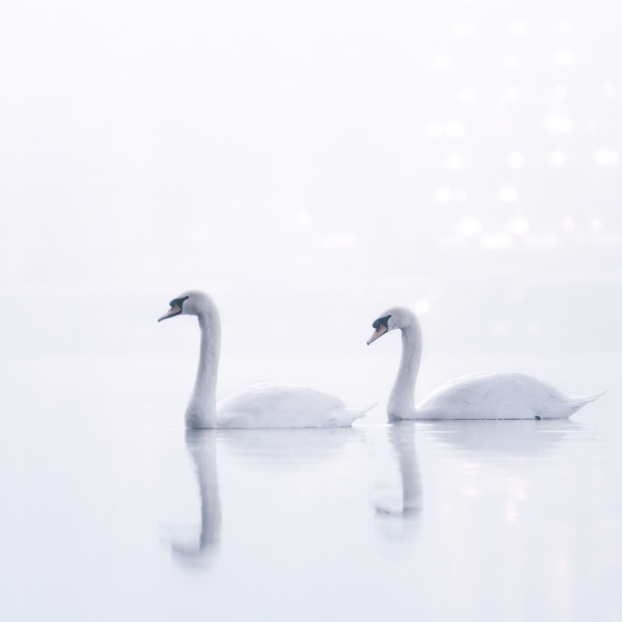 White Silence