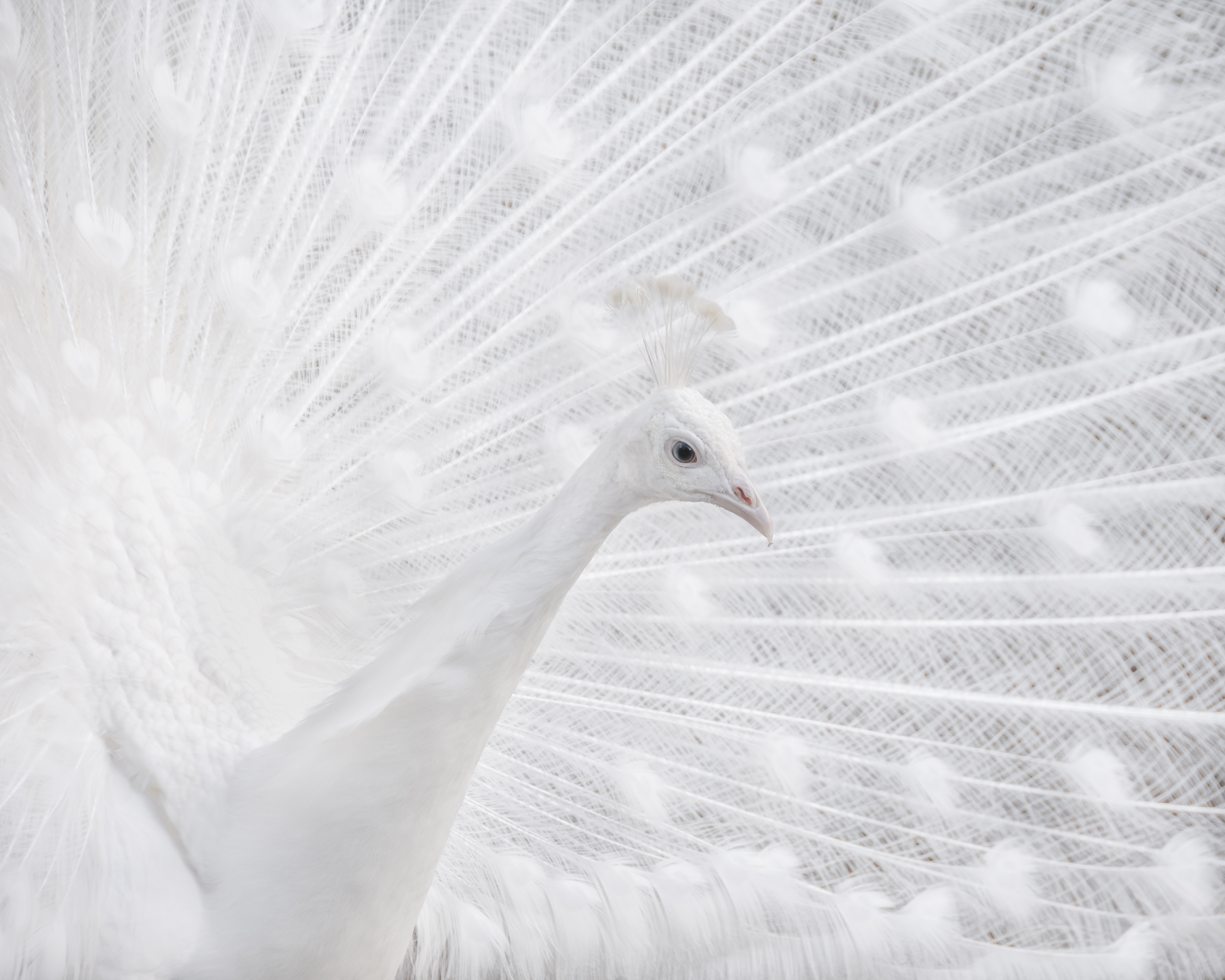 White Peacock