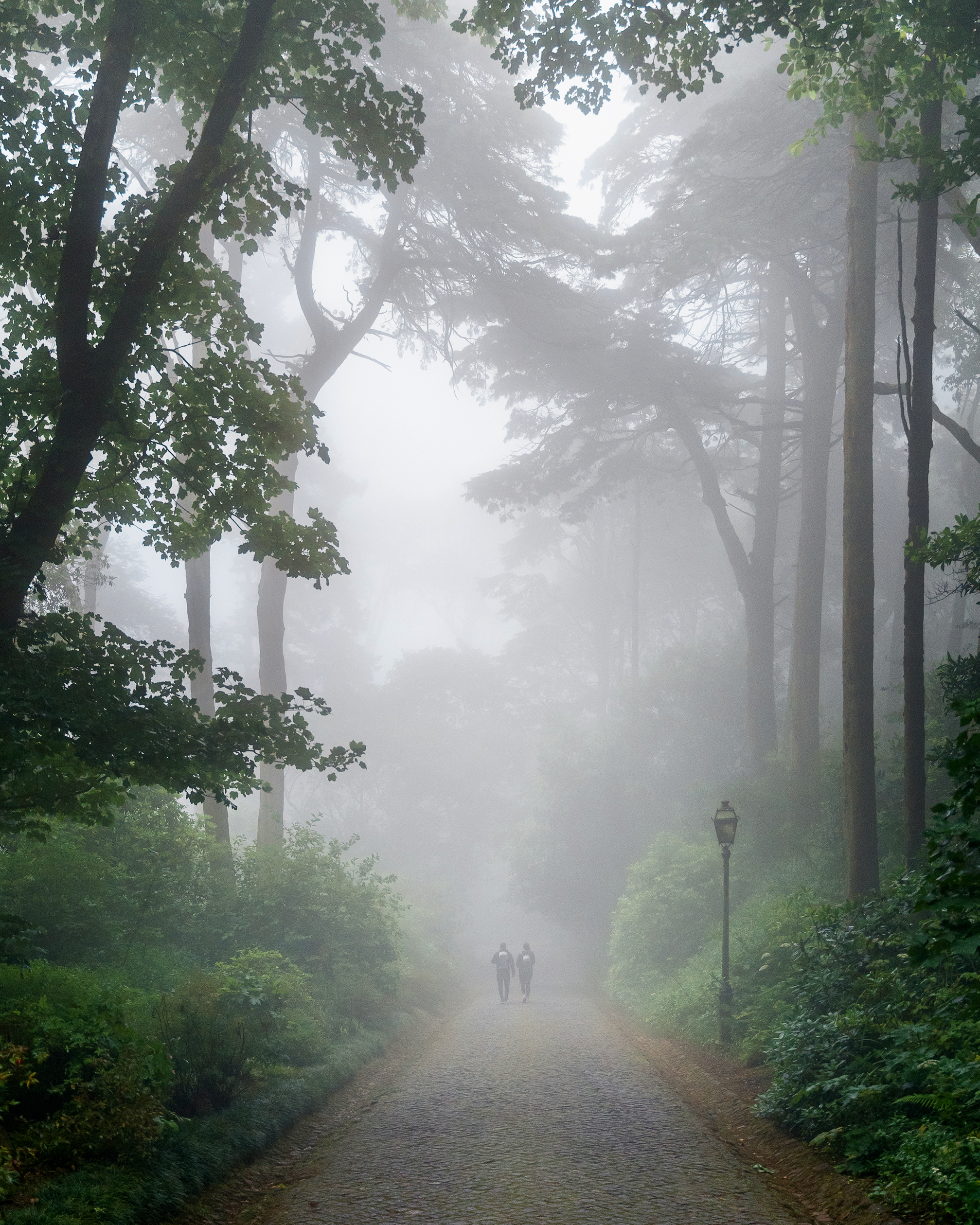 Two in the Mist